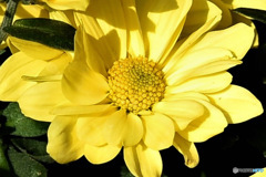 庭に咲いた花