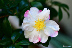  庭に咲いた山茶花 22-510 