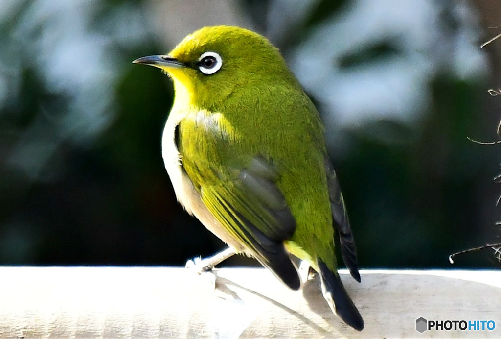 野山の鳥  メジ君