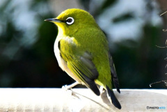 野山の鳥  メジ君  