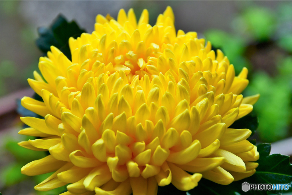 秋の花一枚  22-430