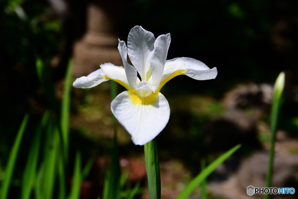庭に白アヤメの花が咲いた  21-283