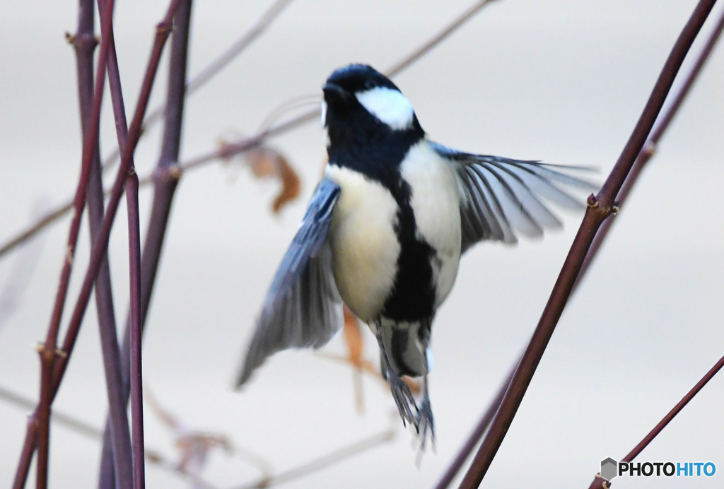 偶然に撮れた四十雀さん