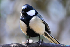 野山の鳥  21-165 　シジュウカラさん