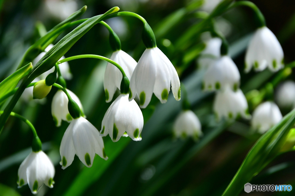 庭に咲いたスノーフレークの花 23-106