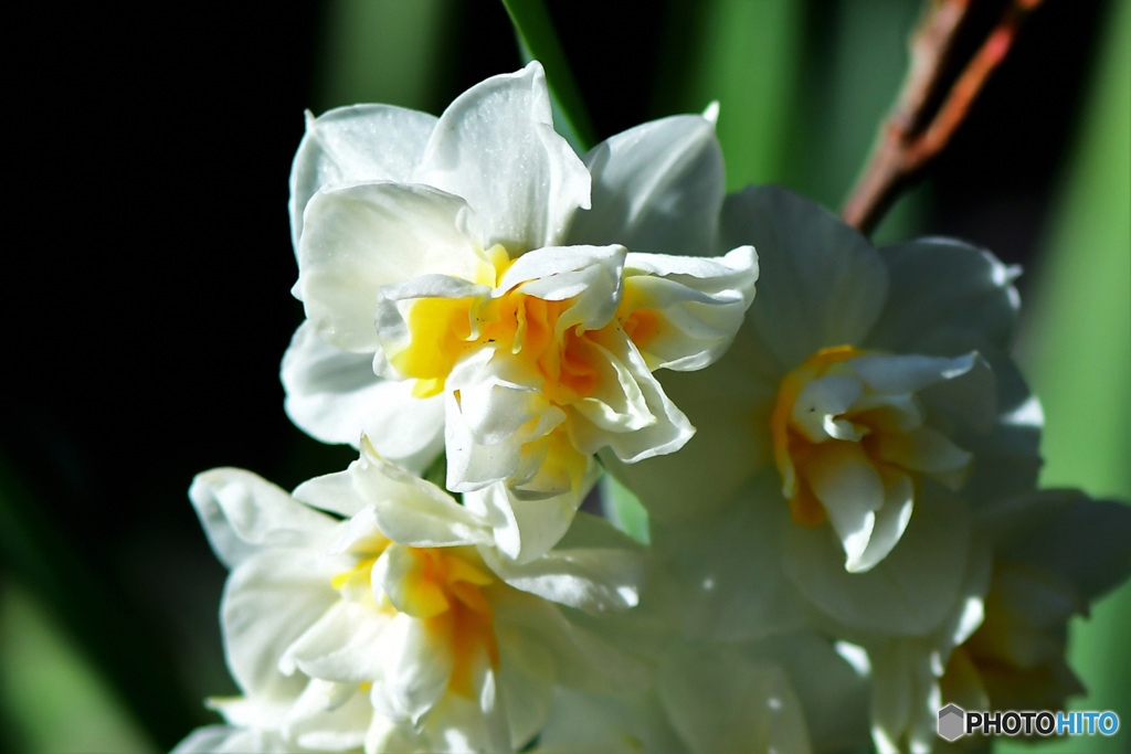 庭に咲いた八重水仙の花 22-029