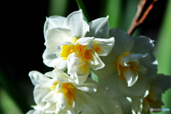 庭に咲いた八重水仙の花 22-029