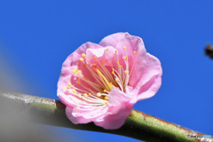 青空と淡紅梅の花  22-038