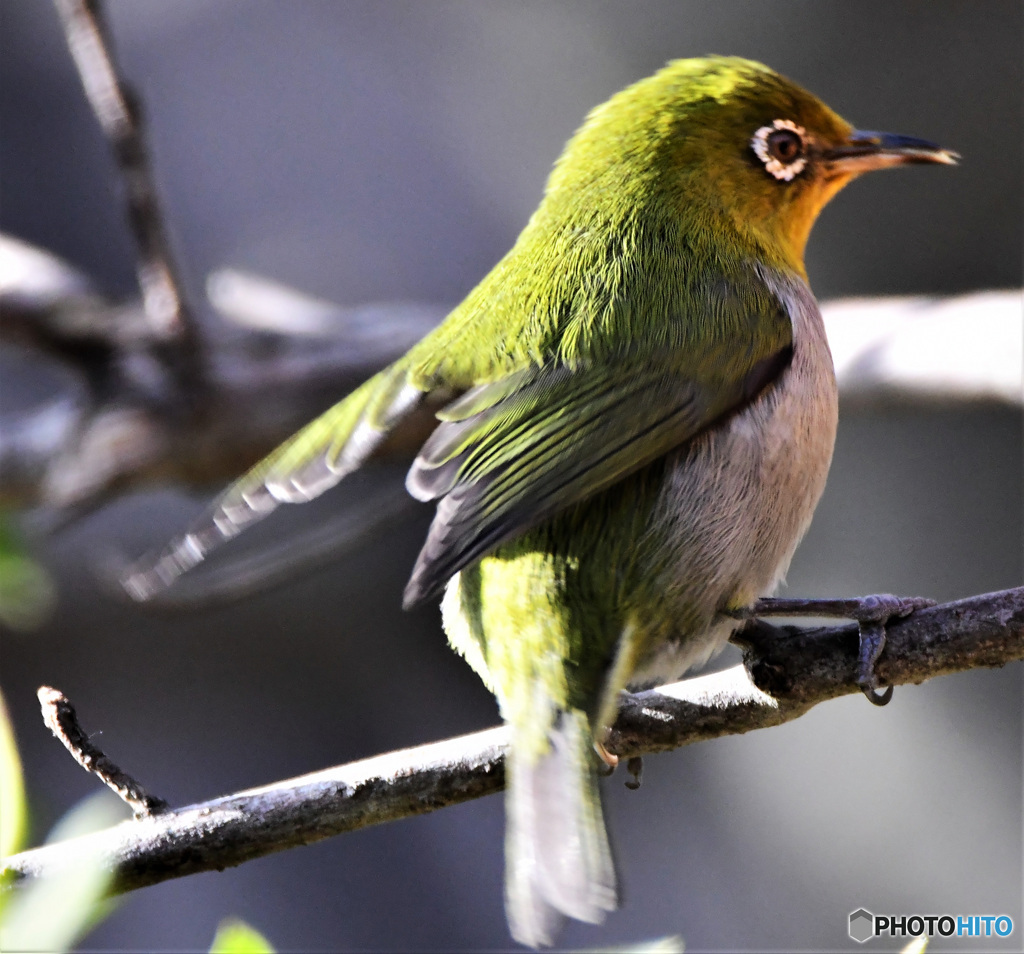 野山の鳥  21-260  メジロさん
