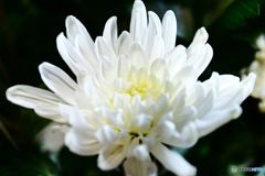 庭に咲いた白い花 23-342