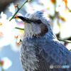 梅の花とヒヨさん