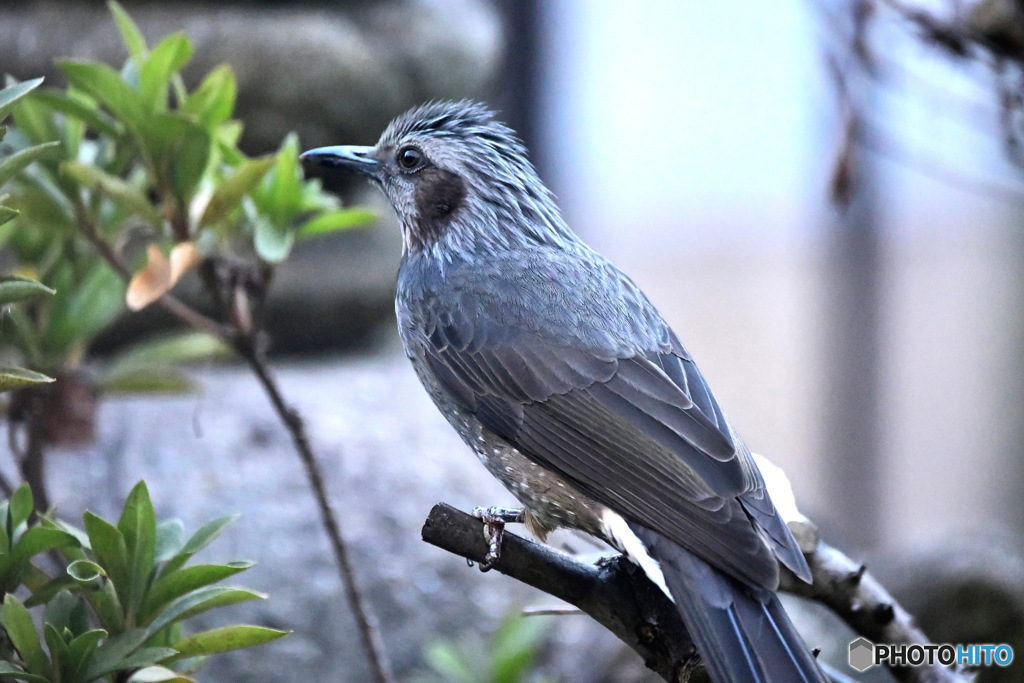 ヒヨさんも今季初撮り