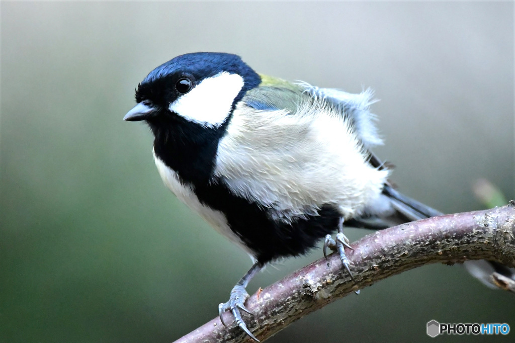野山の鳥  四十雀さん