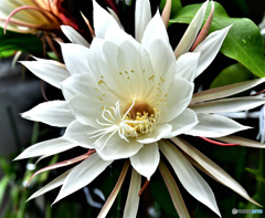 白いサボテンの花 780 