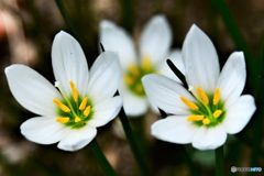 白い花  21-541
