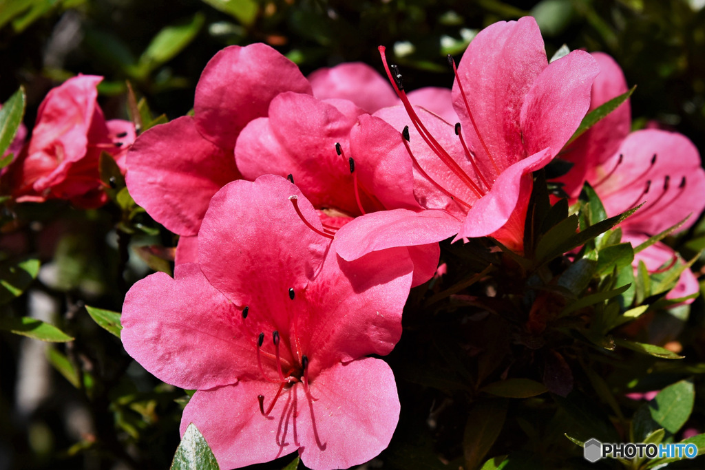庭に咲いた皐月の花 23-114   