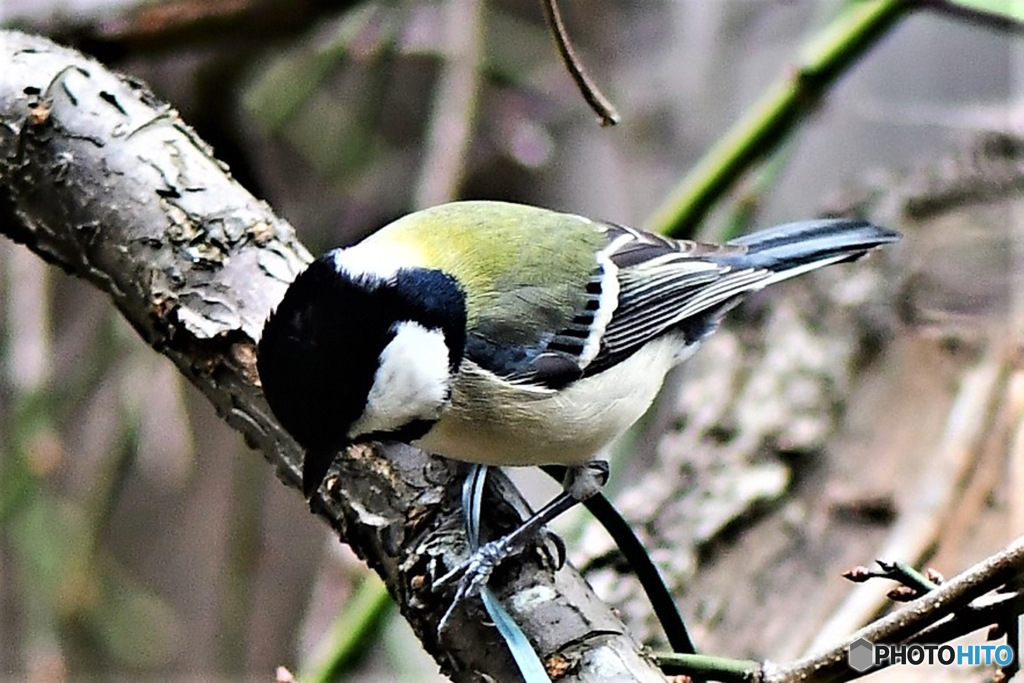 野山の鳥  四十雀さん