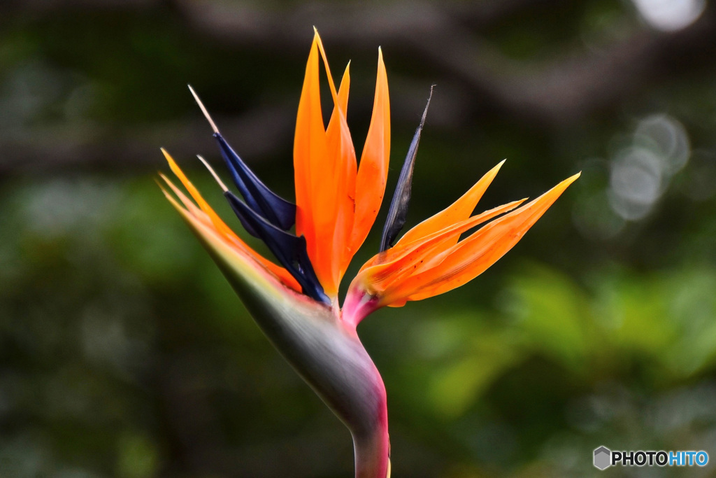 極楽鳥花 (ストレリチア)  21-522