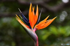 極楽鳥花 (ストレリチア)  21-522