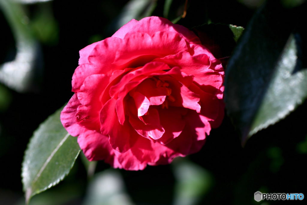  庭に咲いたサザンカの花   