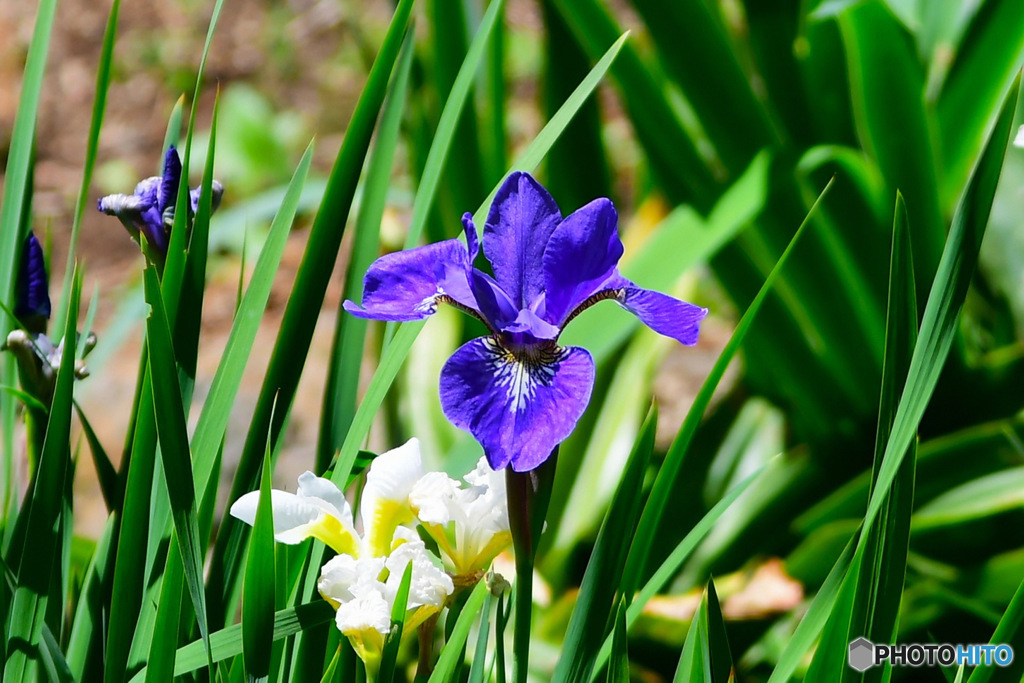 庭に咲いたアヤメの花 