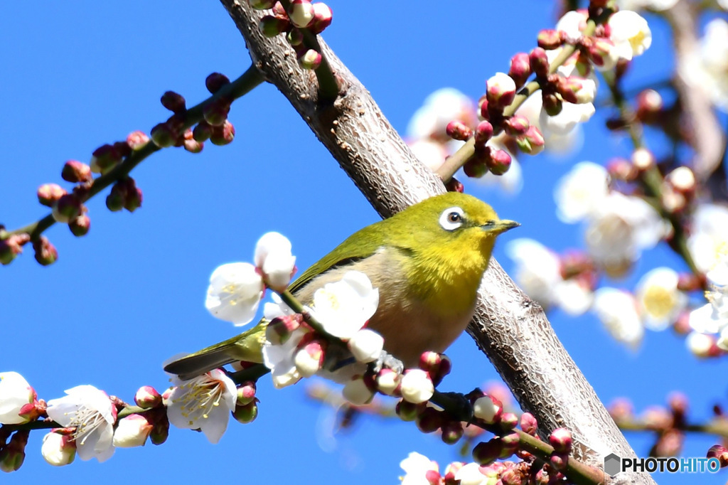 野山の鳥  メジロ