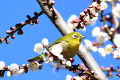 野山の鳥  メジロ