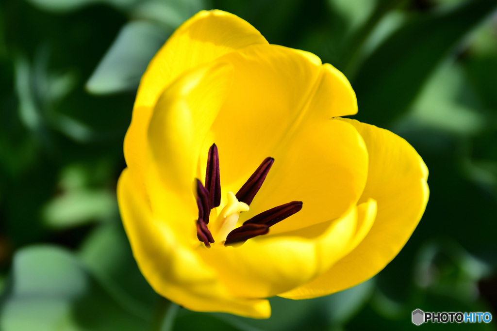 庭に咲いたチューリップの花 22-171   