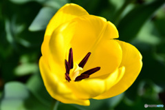 庭に咲いたチューリップの花 22-171   