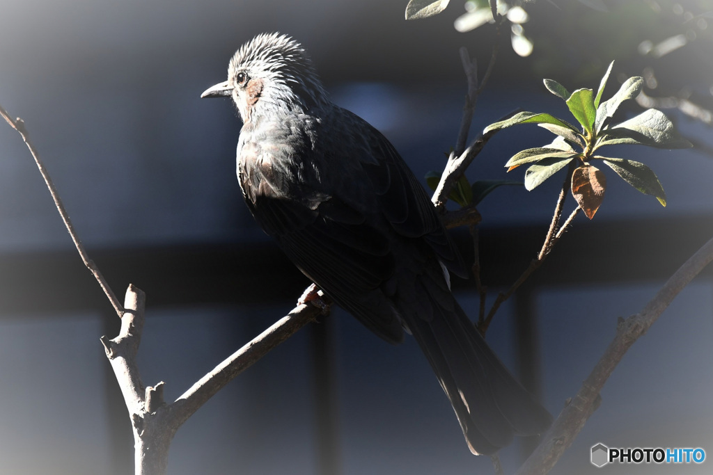 陽射しに照らされて  21-297