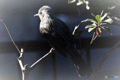 陽射しに照らされて  21-297