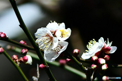白梅の花がやっと咲きました 22-005