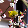  メジ君と白梅の花 