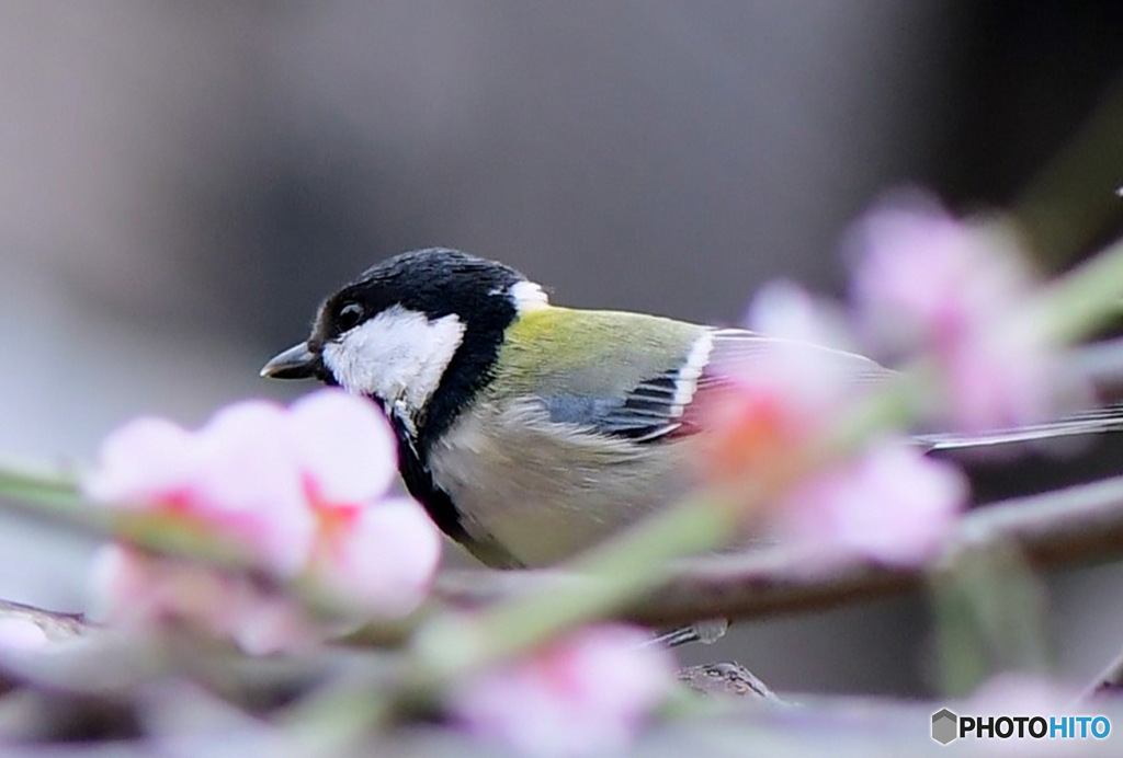 花の中に四十雀さん