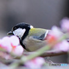 花の中に四十雀さん