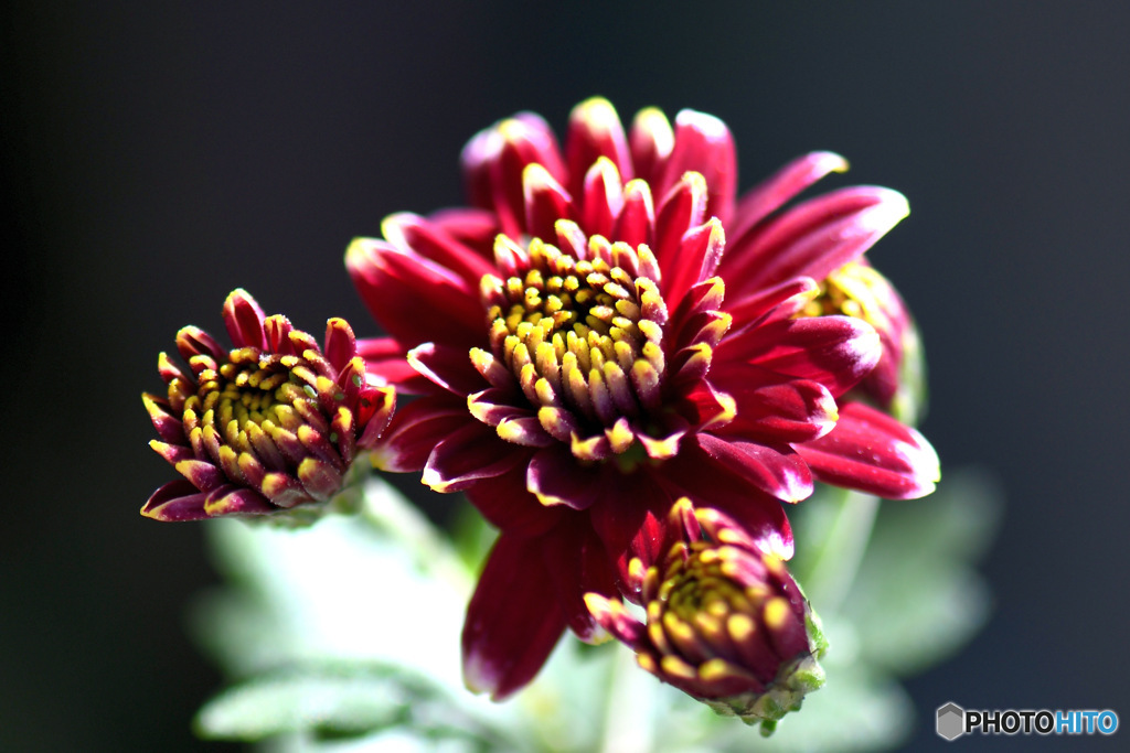   今季初の花が咲きました 