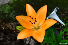 庭に咲いたユリの花  21-447