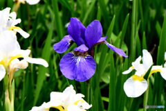 庭に咲いた青紫色の花 