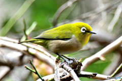 野山の鳥   メジロ  