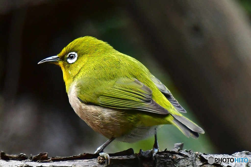 野山の鳥  メジ君