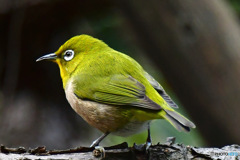 野山の鳥  メジ君