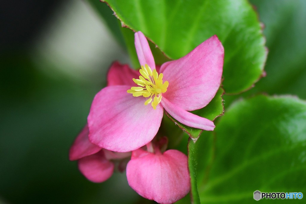 庭の片隅で咲いた花 23-194 