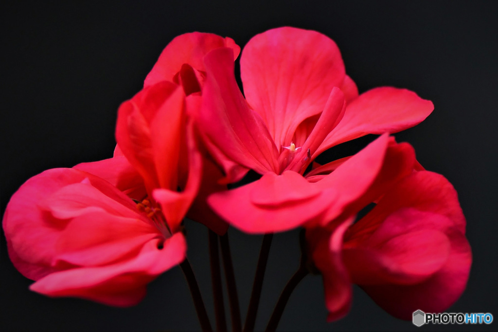 庭に咲いた花 23-118