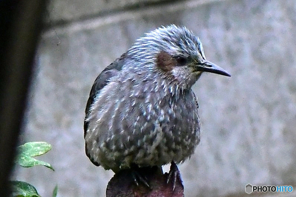 野山の鳥 ヒヨさん