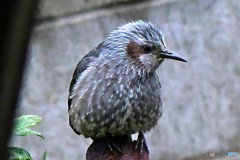 野山の鳥 ヒヨさん