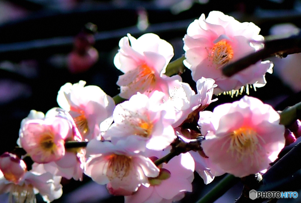 淡い色の紅梅の花(透過)