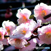 淡い色の紅梅の花(透過)