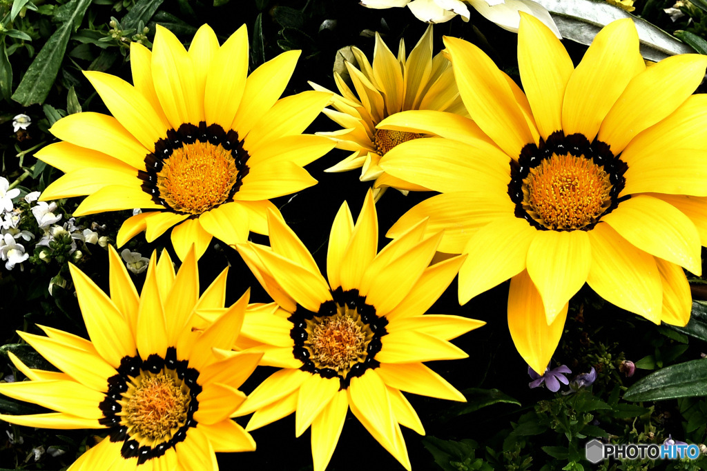 ご近所に咲いたガザニアの花    21-301