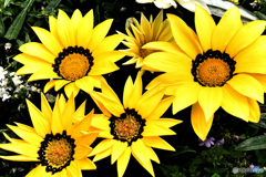 ご近所に咲いたガザニアの花    21-301