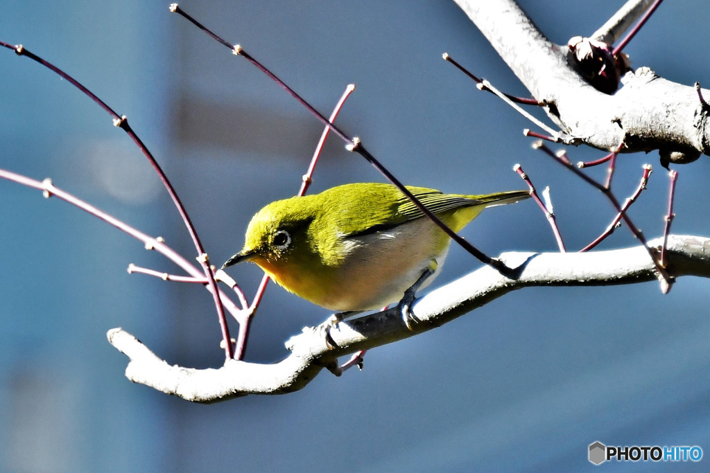 野山の鳥  21-296